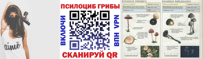 Псилоцибиновые грибы Psilocybe  Барабинск 